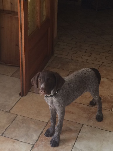 Erka des monts cevenoles