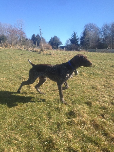 Erka des monts cevenoles