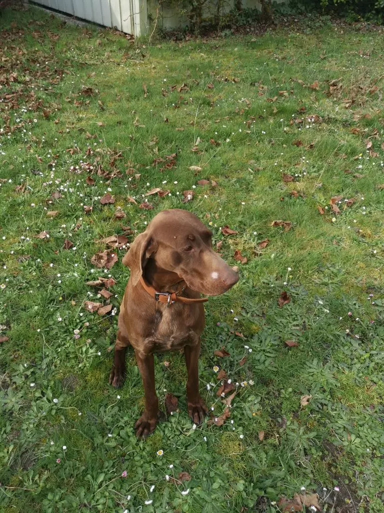 Publication : du domaine du framire Auteur : ARMANDO GONCALVES