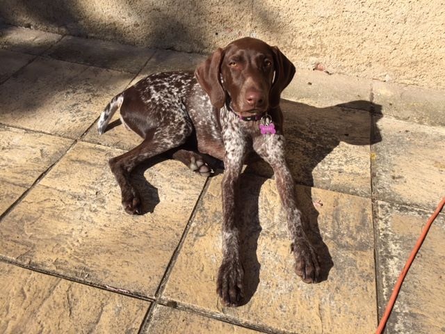 CH. Fiona (Sans Affixe)