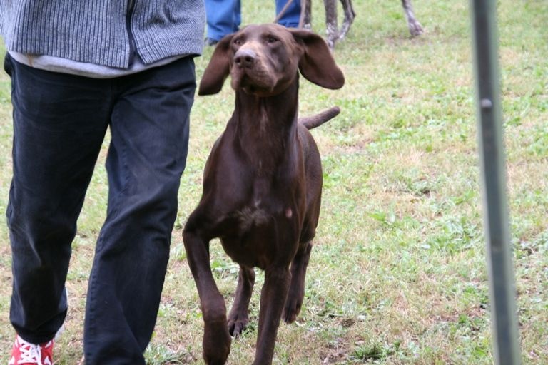 CH. Champion du domaine du framire