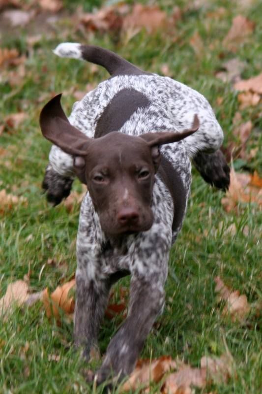 Publication : du domaine du framire Auteur : ARMANDO GONCALVES