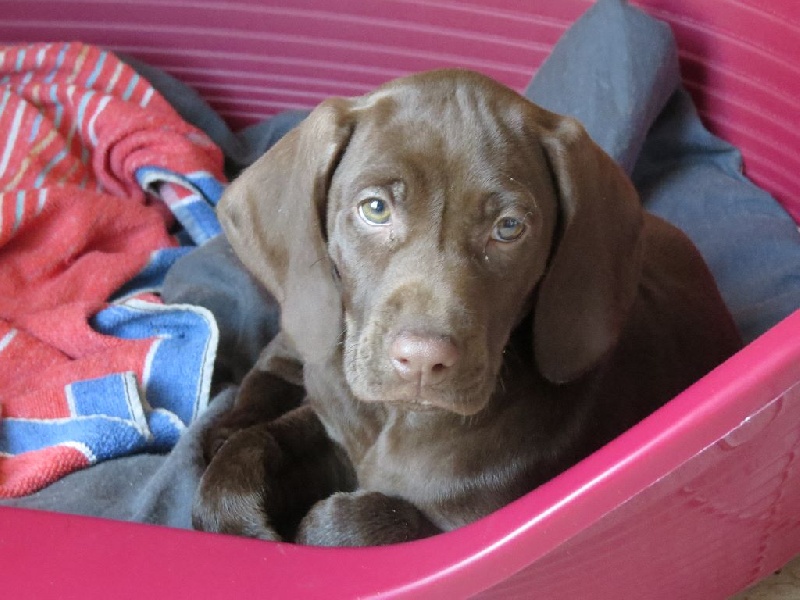 CH. Fiona (Sans Affixe)