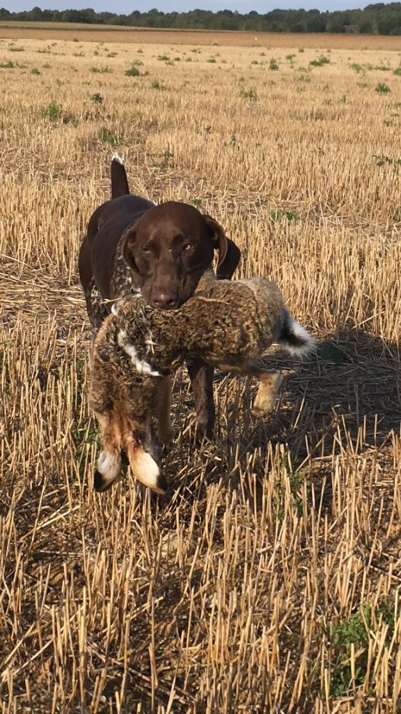 CH. Fiona (Sans Affixe)