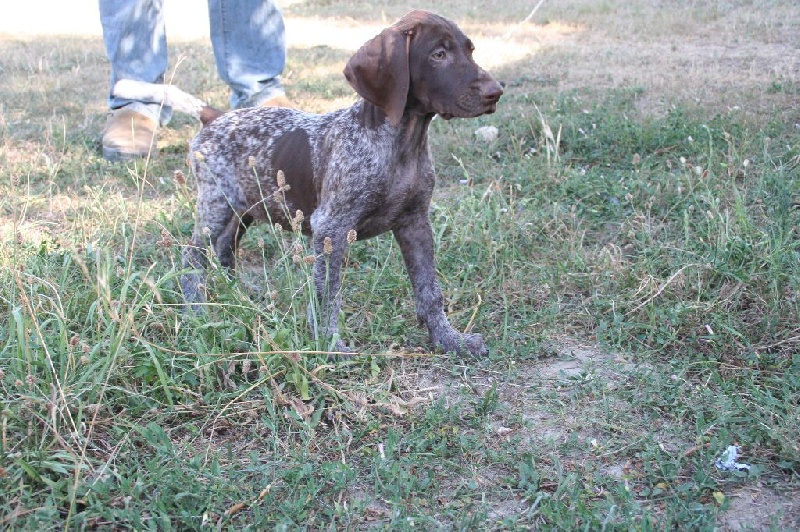 Erka des monts cevenoles