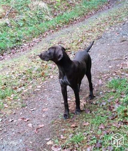 CH. Champion du domaine du framire