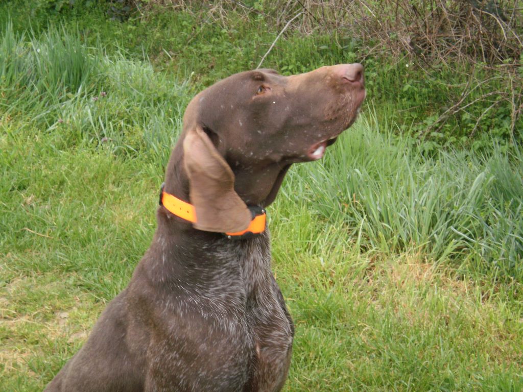 Erka des monts cevenoles