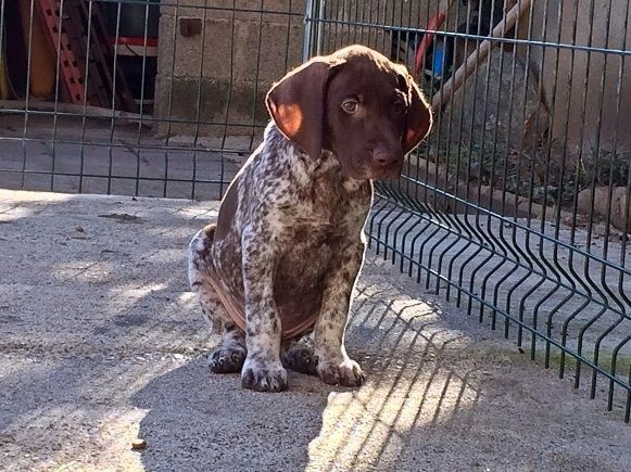 CH. Fiona (Sans Affixe)