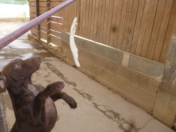 CH. Champion du domaine du framire