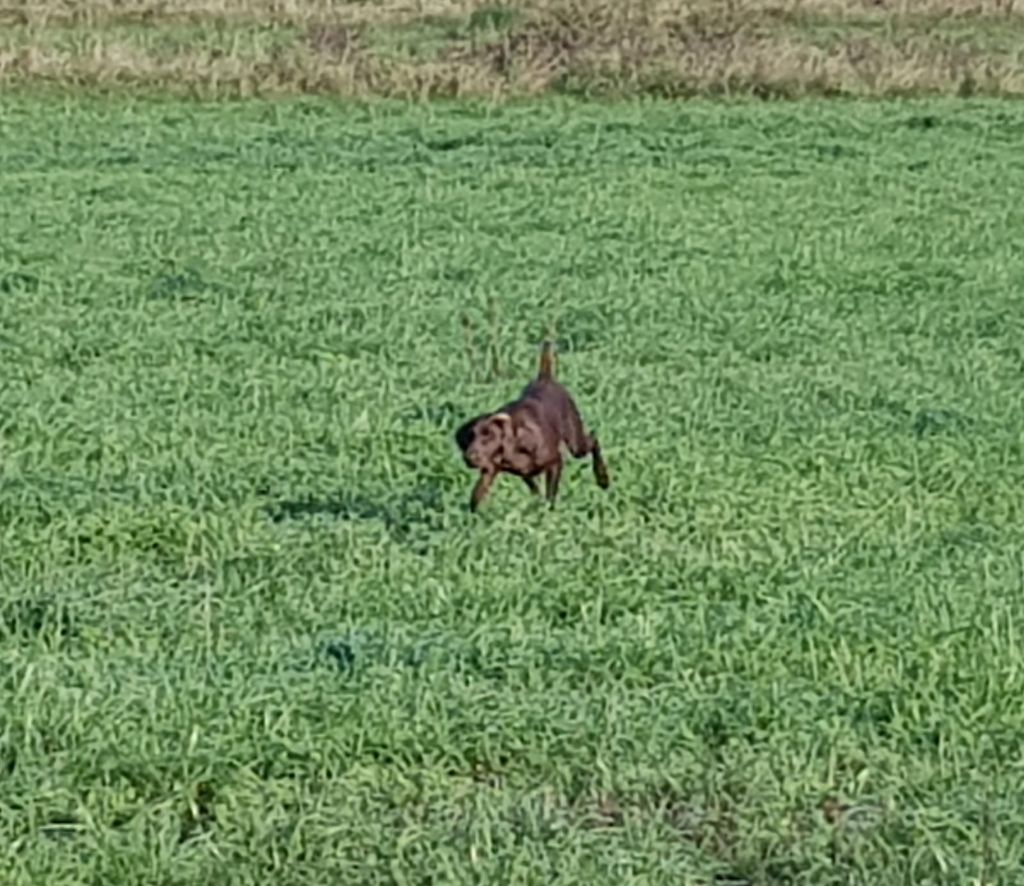 CH. Fiona (Sans Affixe)