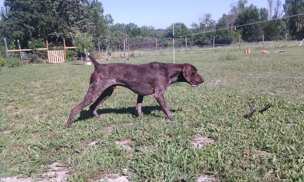 CH. Fiona (Sans Affixe)