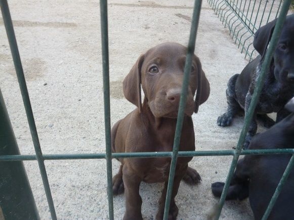 Erka des monts cevenoles