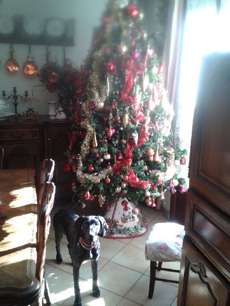 Erka des monts cevenoles