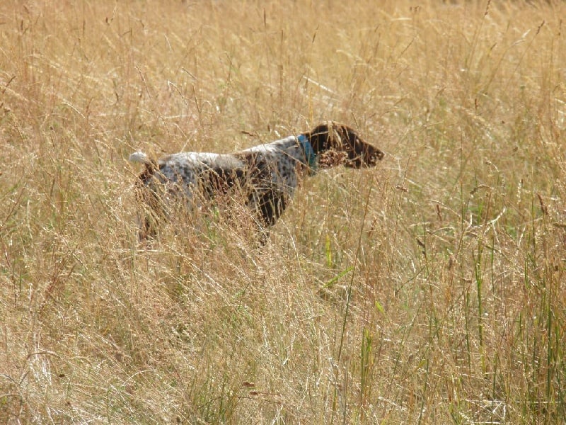 CH. Fiona (Sans Affixe)