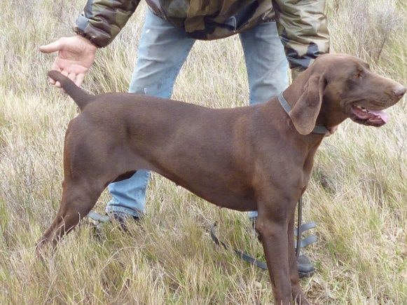 CH. Champion du domaine du framire