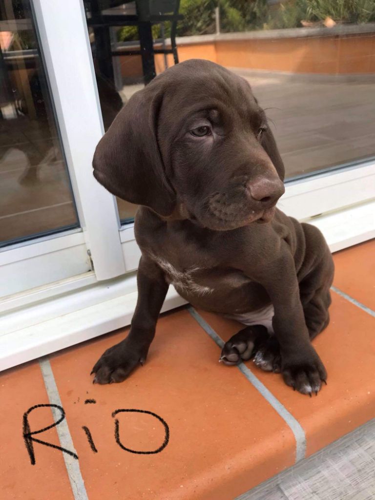 Publication : du domaine du framire Auteur : ARMANDO GONCALVES