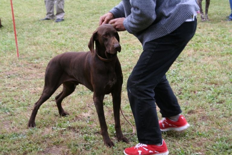 CH. Champion du domaine du framire
