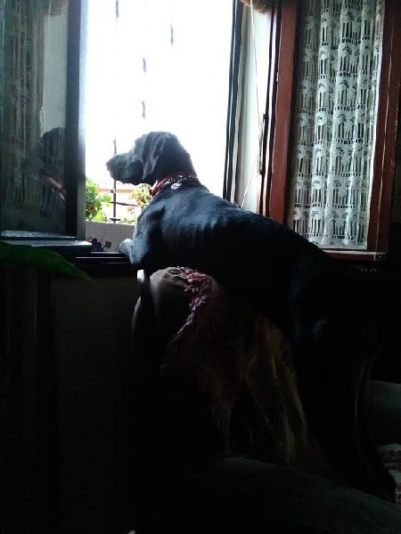 Erka des monts cevenoles