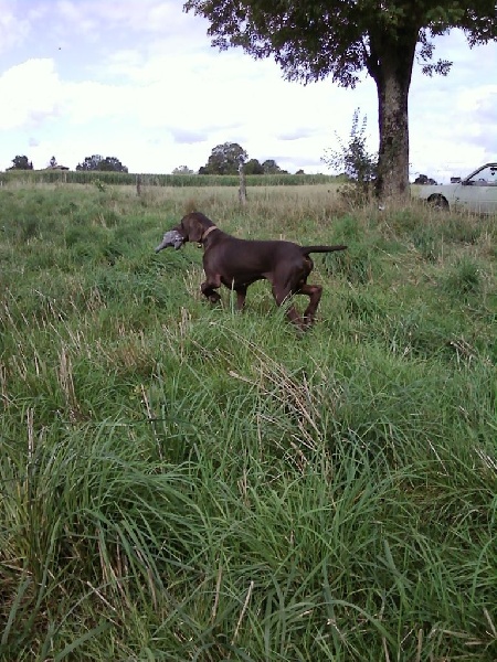 CH. Champion du domaine du framire