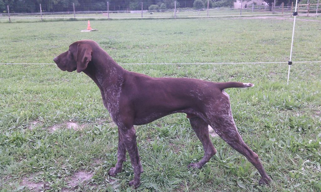 CH. Fiona (Sans Affixe)