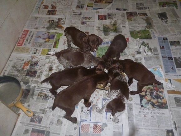 CH. Fiona (Sans Affixe)