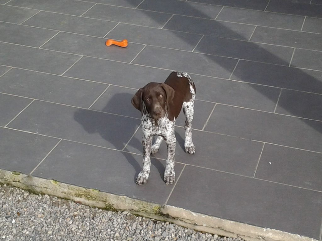 CH. Fiona (Sans Affixe)