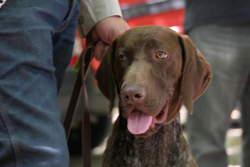 Publication : du domaine du framire Auteur : ARMANDO GONCALVES