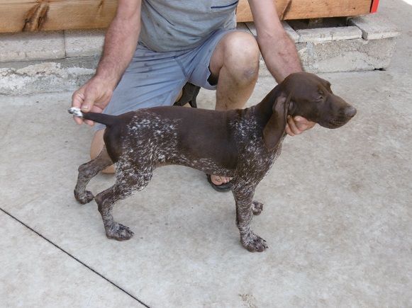 CH. Fiona (Sans Affixe)