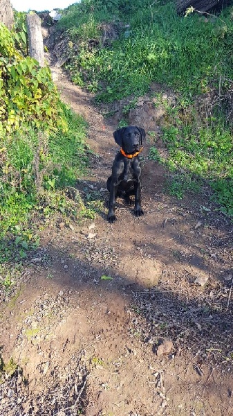 Erka des monts cevenoles