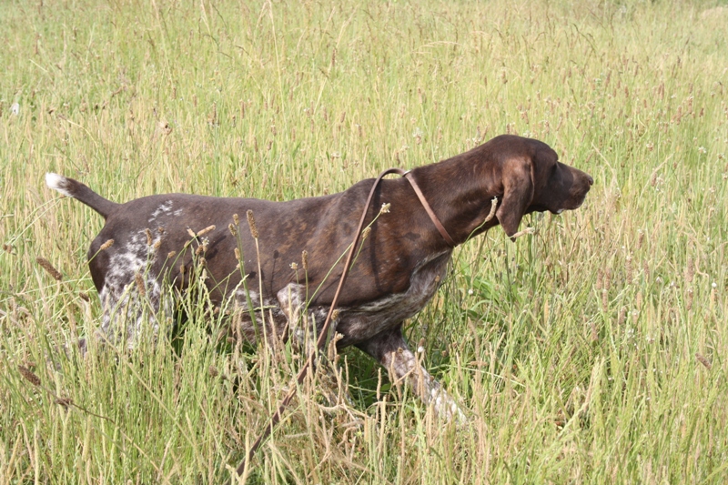 CH. Champion du domaine du framire
