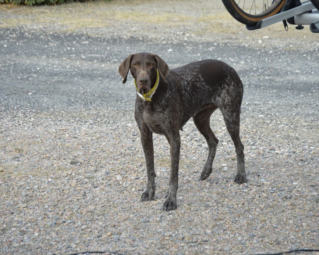 Erka des monts cevenoles