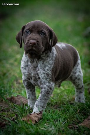 CH. Fiona (Sans Affixe)