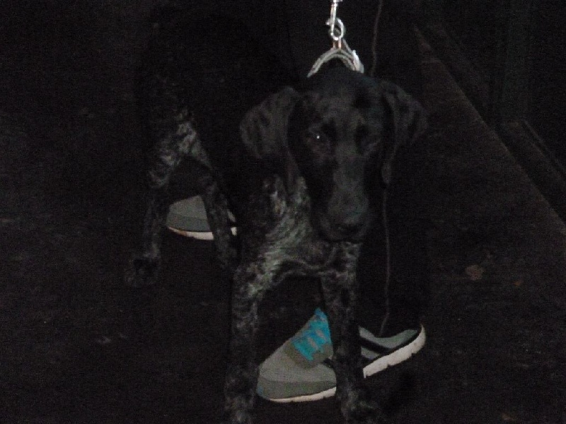 Erka des monts cevenoles