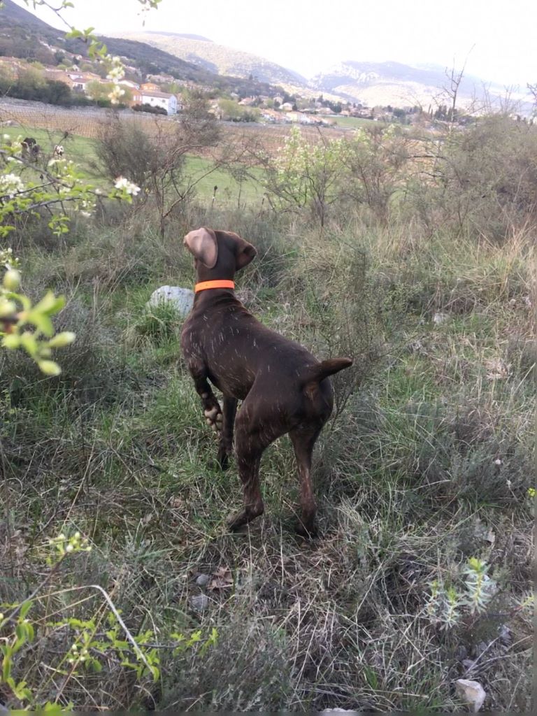 CH. Fiona (Sans Affixe)