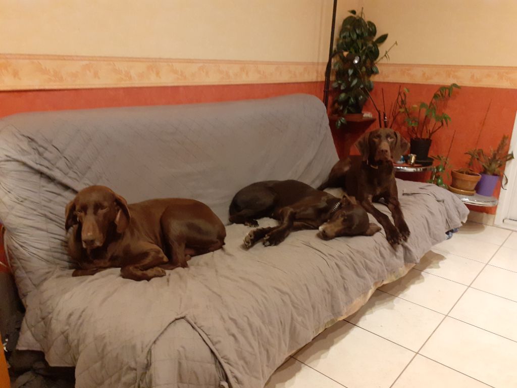 Publication : du domaine du framire Auteur : ARMANDO GONCALVES