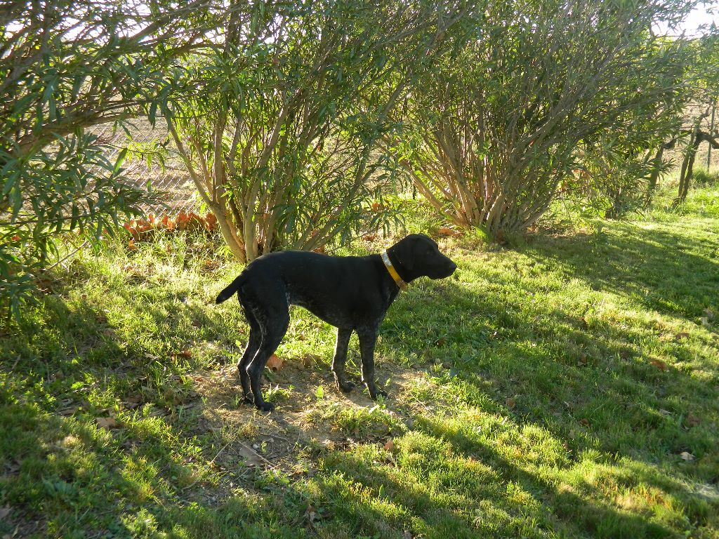 Erka des monts cevenoles