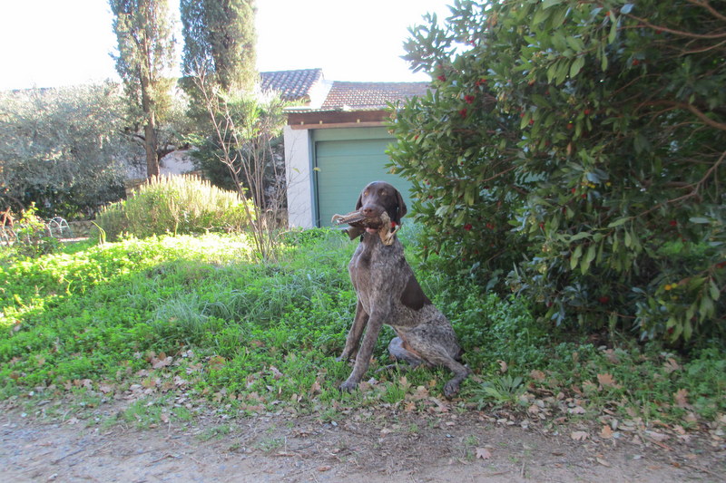 Erka des monts cevenoles