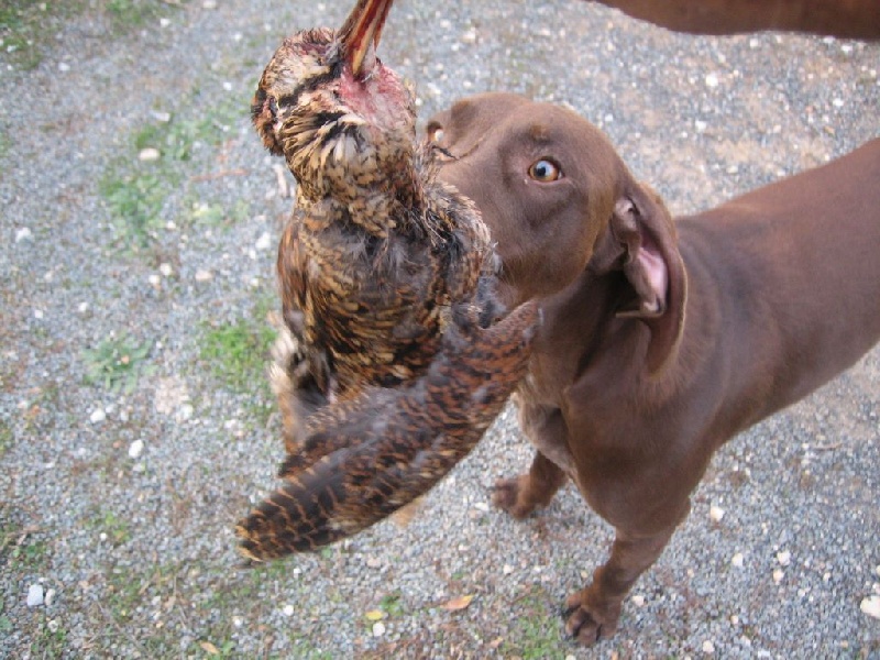 CH. Fiona (Sans Affixe)