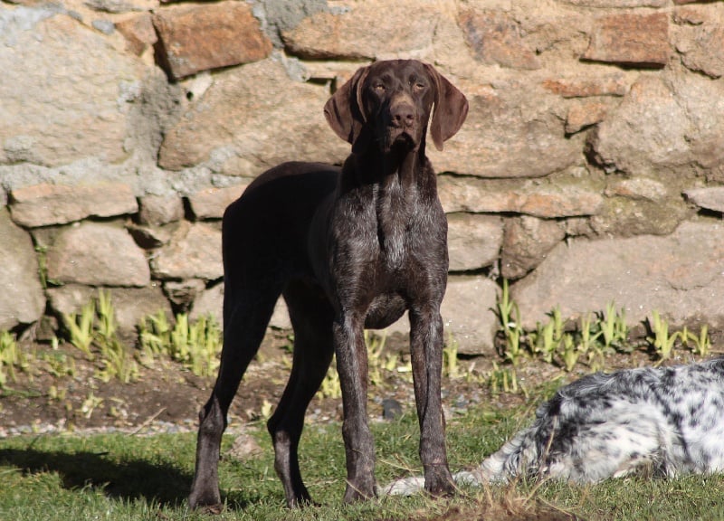 Erka des monts cevenoles