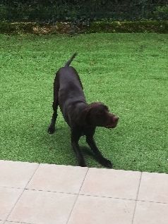 Publication : du domaine du framire Auteur : ARMANDO GONCALVES