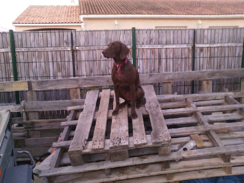 CH. Fiona (Sans Affixe)