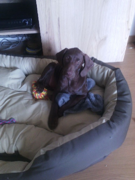 CH. Fiona (Sans Affixe)