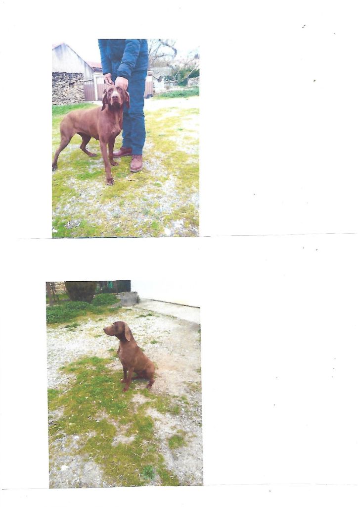 Publication : du domaine du framire Auteur : ARMANDO GONCALVES