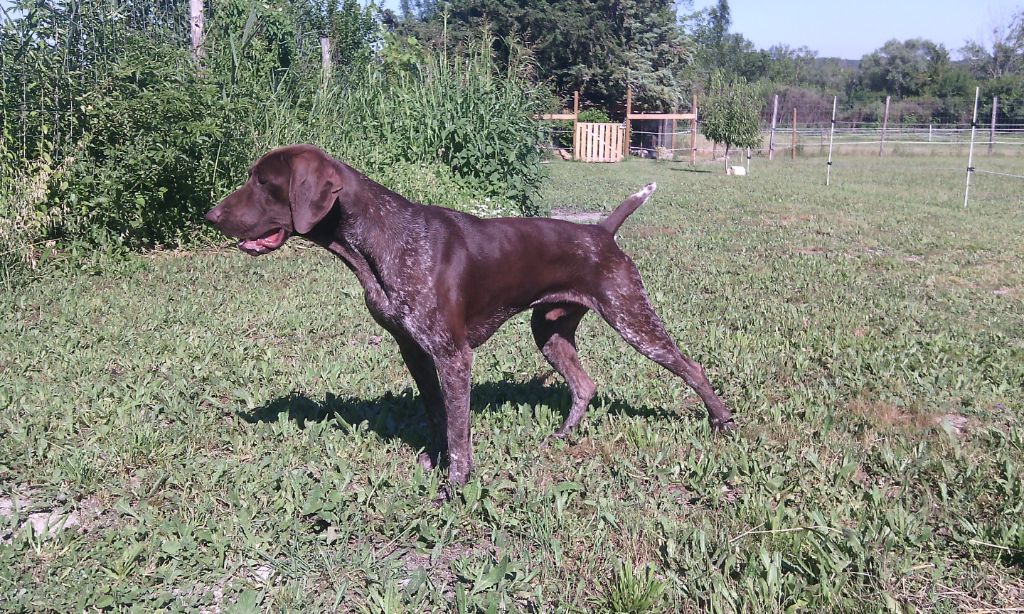 CH. Fiona (Sans Affixe)