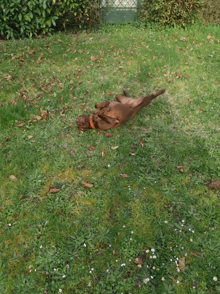 Publication : du domaine du framire Auteur : ARMANDO GONCALVES