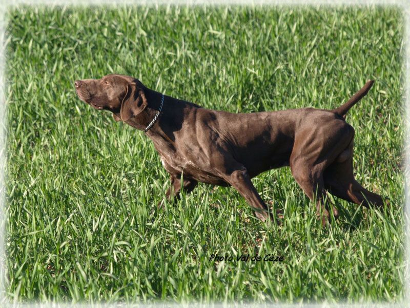 CH. Fiona (Sans Affixe)