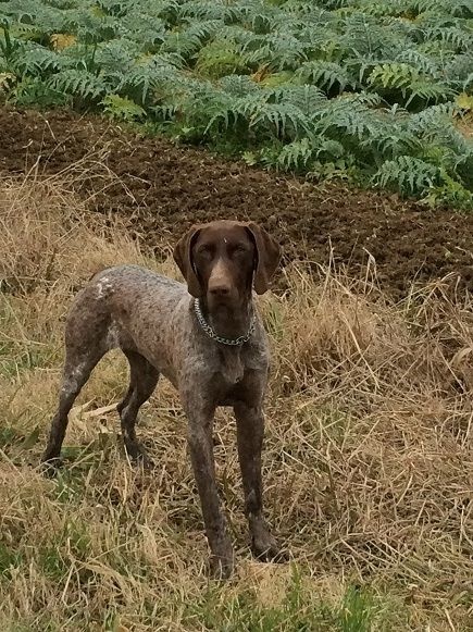 Erka des monts cevenoles