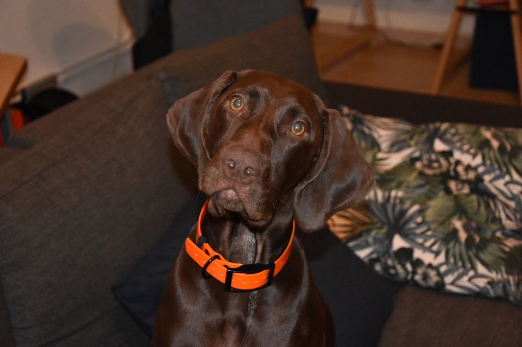 Publication : du domaine du framire Auteur : ARMANDO GONCALVES