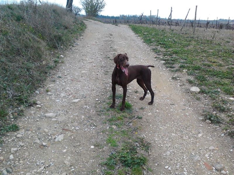 CH. Champion du domaine du framire