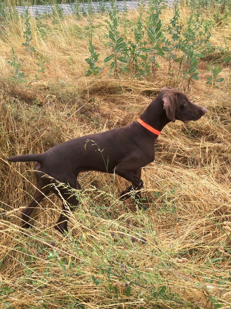 CH. Fiona (Sans Affixe)